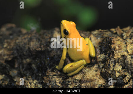 Golden poison frog, Phyllobates terribilis Foto Stock