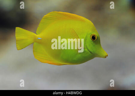 Codolo giallo Zebrasoma flavescens Foto Stock