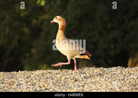 Oca egiziana, Alopochen aegyptiacus Foto Stock