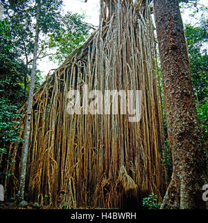Fig Tree, radici di supporto a Cortina, Fico, foresta pluviale del Queensland, Australia, strangler fig, monumento naturale, protetto Foto Stock