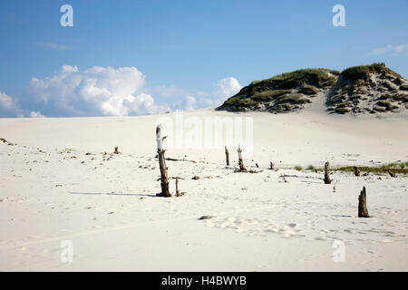 Polonia, Pomerania, Lebork, Leba, drifting duna di sabbia Foto Stock