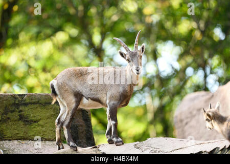 Alpine Ibex, Capra ibex, femmina, rocce, vista laterale in piedi, guardando la fotocamera Foto Stock