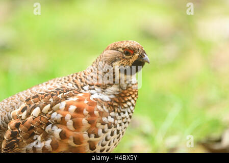 Hazel hen, Tetrastes bonasia, suolo forestale, vista laterale, in piedi Foto Stock