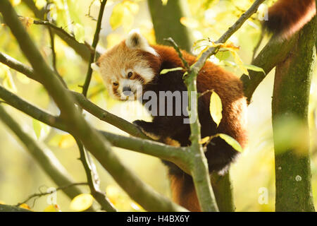 Panda rosso, Ailurus fulgens, albero, rami, vista laterale, climbing Foto Stock