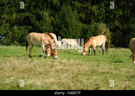 Di Przewalski cavalli, Equus ferus przewalskii, glade, vista laterale, in piedi Foto Stock