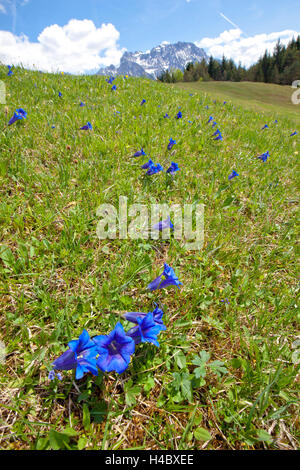 La genziana di fronte montagne Foto Stock