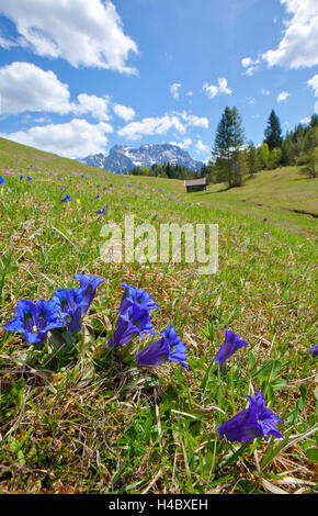 La genziana di fronte a capanna e le montagne Foto Stock