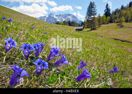 La genziana di fronte a capanna e le montagne Foto Stock