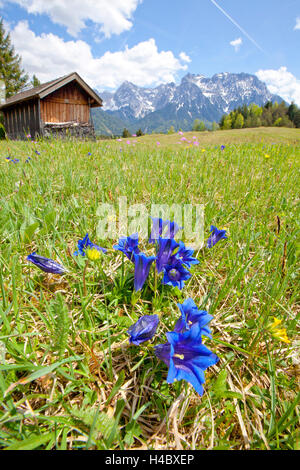 La genziana di fronte a capanna e le montagne Foto Stock