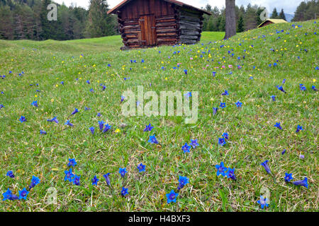 La genziana prato di fronte hut Foto Stock