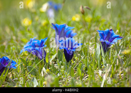 " Clusius genziana, Gentiana clusii Foto Stock