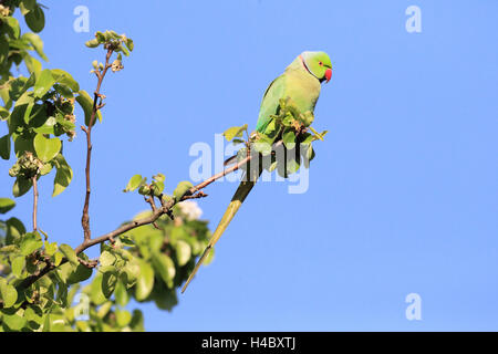 Rose-inanellati parrocchetto, Psittacula krameri Foto Stock