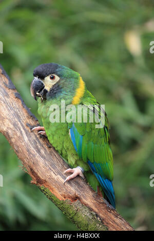 Golden-acciuffato macaw Primolius auricollis Foto Stock