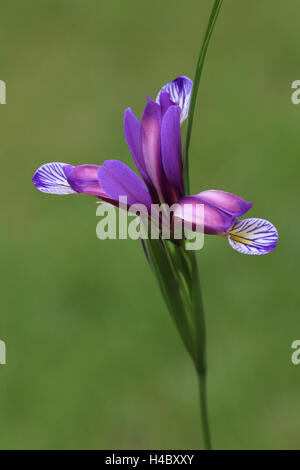Erba-lasciava bandiera graminea Iris Foto Stock