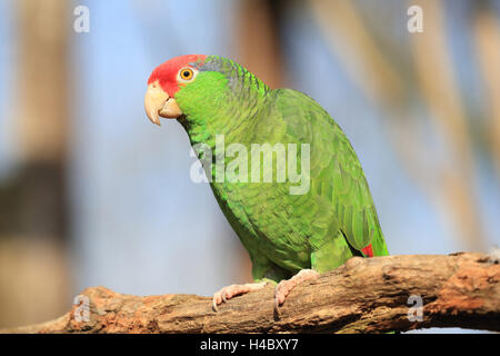 Rosso-incoronato amazon, Amazona viridigenalis Foto Stock