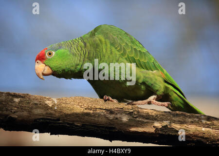 Rosso-incoronato amazon, Amazona viridigenalis Foto Stock