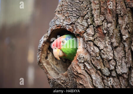 Rosso-incoronato amazon guardando da un foro albero Amazona viridigenalis Foto Stock