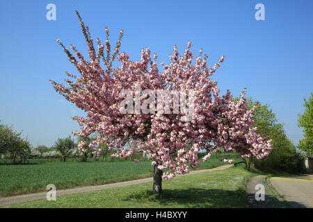 Ciliegia giapponese fioritura Prunus serrulata Foto Stock