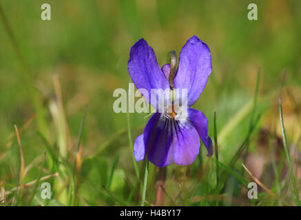 Legno viola viola odorata Foto Stock