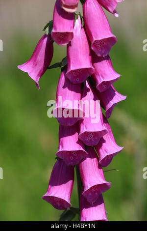 Foxglove viola, Digitalis purpurea Foto Stock