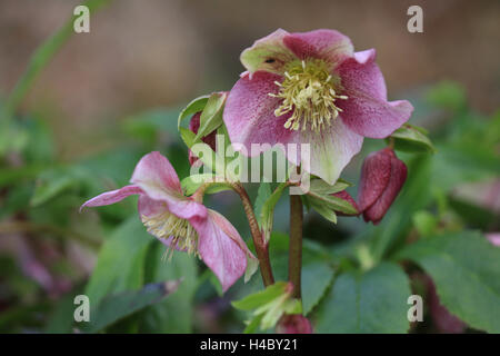 Rosa di Natale, Helleborus niger Foto Stock