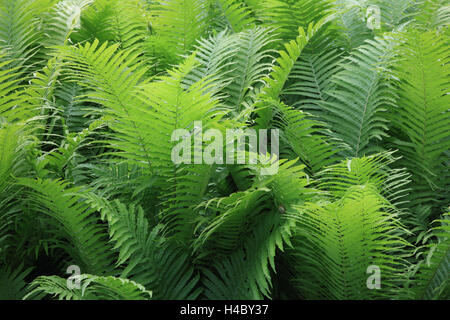 Struzzo, felce Matteuccia struthiopteris Foto Stock