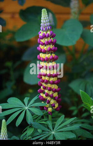 Grandi lasciato lupin, Lupinus polyphyllus Foto Stock