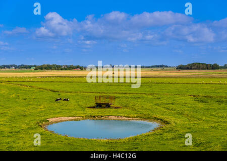 Germania, Schleswig-Holstein, Frisia settentrionale, la penisola a nord beach, Neukoog una palude Foto Stock