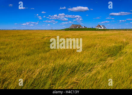 Germania, Schleswig-Holstein, Frisia settentrionale, Reußenköge, Amburgo Hallig Foto Stock