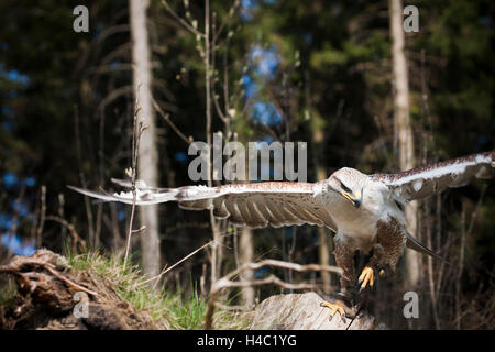 Falco ferruginosa sul tronco con ali aperte Foto Stock
