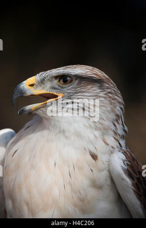 Falco ferruginosa, ritratto Foto Stock