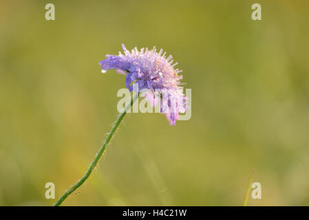 Campo Scabious, Knautia arvense, blossom, al mattino, prato, blossom, autunno Foto Stock