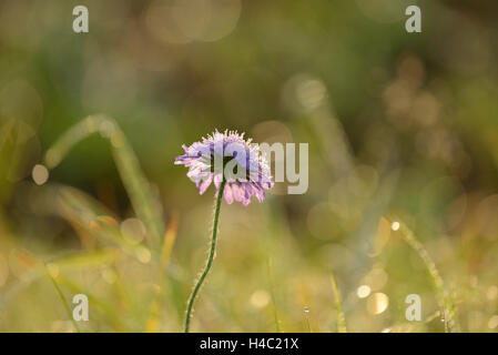 Campo Scabious, Knautia arvense, blossom, al mattino, prato, blossom, autunno Foto Stock