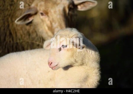 Gli animali domestici delle specie ovina, Ovis orientalis aries, pecora, agnello, ritratto, vista laterale Foto Stock