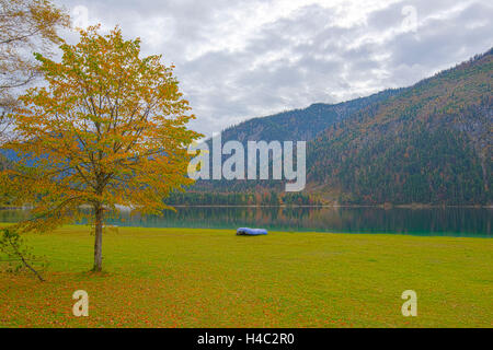Paesaggio, argento tiglio, Tilia tomentosa, lago, WATERSIDE, chiaro Foto Stock