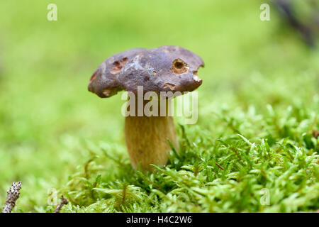 Bay bolete, Imleria badia, suolo forestale, autunno Foto Stock