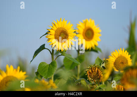 Girasole, Helianthus annuus, blossom, al mattino, campo fiore autunno Foto Stock