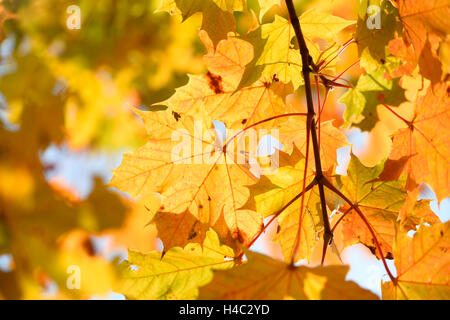 Norvegia acero Acer platanoides, giallo, foglie autunno, Germania Foto Stock