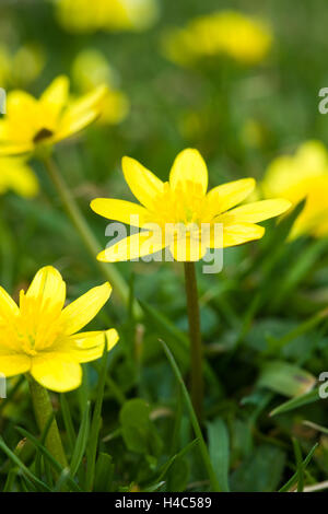 Ranunculus ficaria (Lesser Celandine) Foto Stock