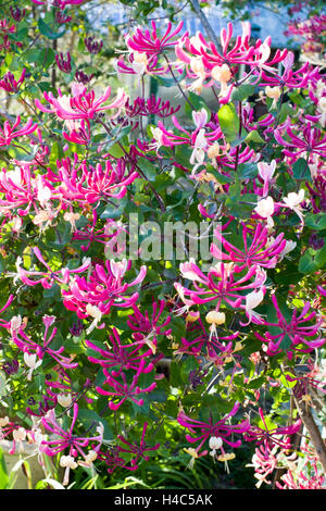 Lonicera periclymenum 'Belgica', presto caprifoglio olandese, olandese woodbine Foto Stock