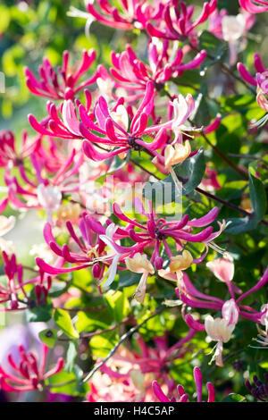 Lonicera periclymenum 'Belgica', presto caprifoglio olandese, olandese woodbine Foto Stock