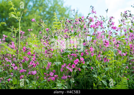 Silene dioica, noto come red campion e red catchfly Foto Stock
