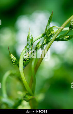 Bryony nero (Tamus communis) Foto Stock