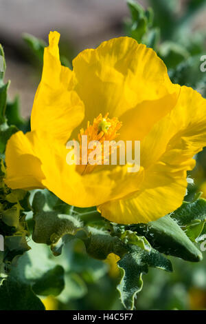 Glaucium flavum (hornpoppy giallo o giallo papavero cornuto) Foto Stock