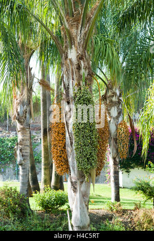 Phoenix canariensis " Isola Canarie Data Palm' Foto Stock