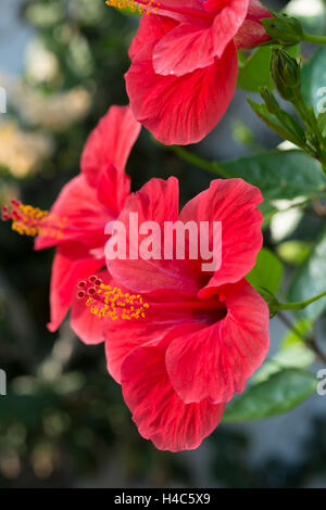 Hibiscus rosa-sinensis ( cinese hibiscus, Cina rose, Hawaiian hibiscus, shoeblackplant) Foto Stock