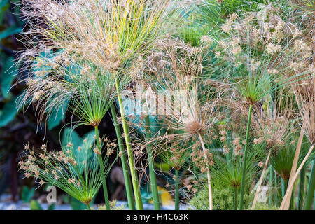 Cyperus papyrus (Papiro carici, carta reed, Indiano impianto opacizzante, erba del Nilo) Foto Stock