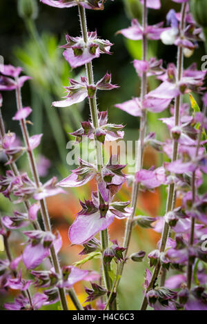 Salvia sclarea var. turkestanica.( Clary biennale) Foto Stock