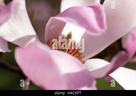 Magnolia sprengeri var. diva Foto Stock