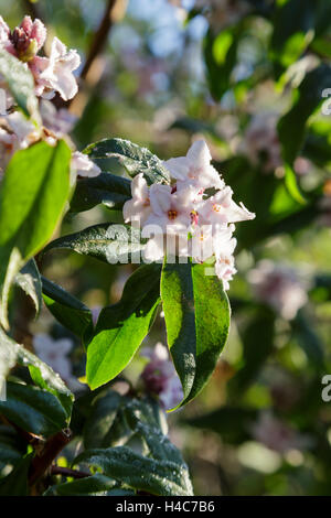 Daphne bholua 'Jacqueline Postill' nepalesi, impianto di carta "Jacqueline Postill' Foto Stock